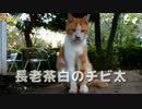 長老茶白のチビ太