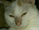 野良猫が飼い猫になるまで