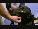 米警察の「ポルノ探知犬」、脅威の嗅覚を実証