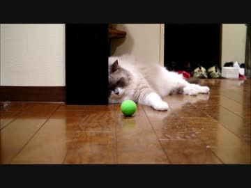 ボール遊びに飽きた猫