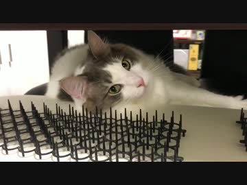 毛玉のかくれんぼ