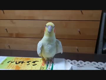 飼い主に近付きたいインコ