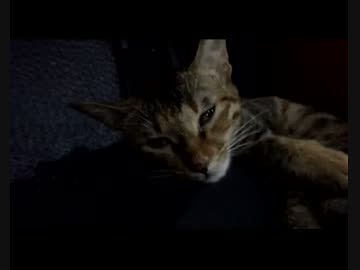 「エクソシスト猫」が我に返る瞬間！！