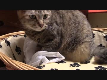 拾いねこ＠生後1554/1521日目　月音さんにもかぶせてみた