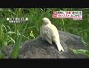 庭に「白いスズメ」元気にエサを…