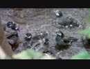 大量水浴事件発生