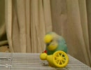 セキセイインコ　小春１才　発情