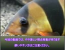 「クラウンローチ」　水底から仰ぐ星　part４