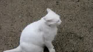 白淡時々カラス