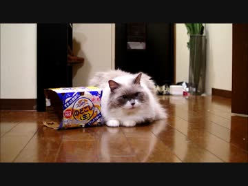 どう見てもズサーは出来ない