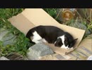 やたら警戒心の強い野良猫がようやく心を開いてきた