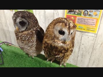 ゆったりフクロウ