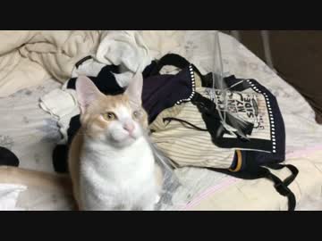 猫におもちゃ作ってあげたら可愛かった