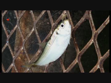 釣り動画ロマンを求めて　3釣目（本牧海づり施設：前半）