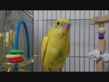 【インコ動画】あるとん家のるーちゃんpart1