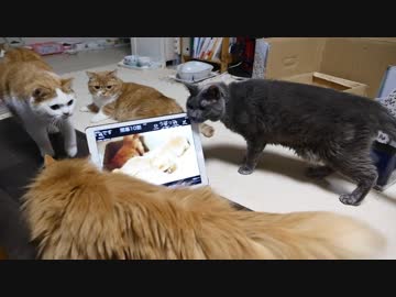 【マンチカンズ】子猫の声に集まる猫たち
