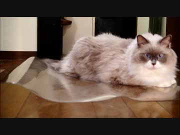 ツルツルが気持ちいい猫