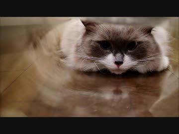 ビニールシートでおめめキラキラ