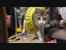スカートをはいた猫？