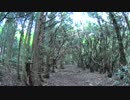 里山で藪漕ぎ #2