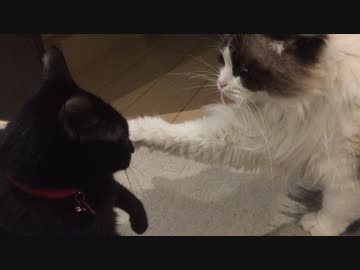 猫の太極拳・・・！？