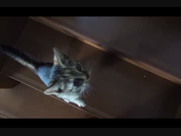 保護した子猫がひたすらついてくるだけの動画