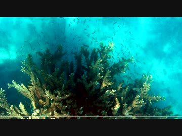 フィジーでシュノーケリングしてきた