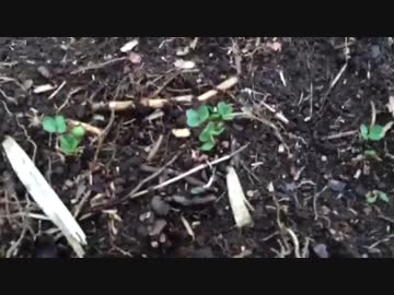 小屋暮らし開拓期：畑を作ろう！