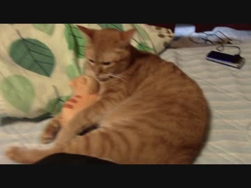 拾いねこ＠生後1560/1527日目　親子？