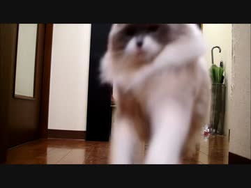 もふもふｖｓかしゃびょん