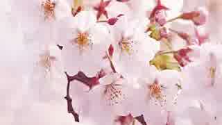 【歌ってみた】ら温かい気持ちになった　コブクロ「桜」　【oh-ry】