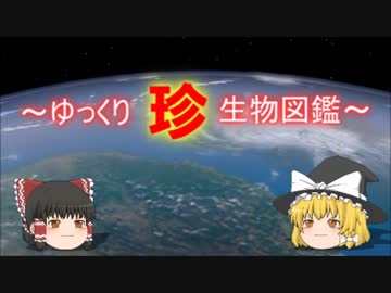 ～ゆっくり　珍　生物図鑑～　新・43回