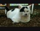 観察好き牛柄猫