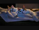 おらほの猫ら　～テレビっ子のひととき～