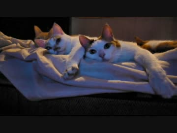 おらほの猫ら　～テレビっ子のひととき～