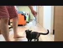 子猫のおもちゃを投げると・・・取って戻ってきた！！