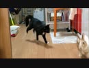 ネコとウサギの追いかけっこ