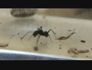 蟻戦争＃68 アリに生き餌を与える編～ダンゴムシとゴミムシダマシ～