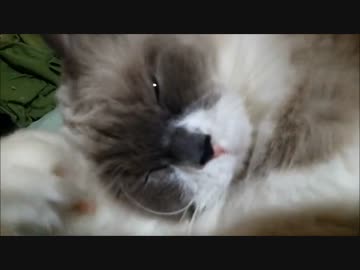 おていれたぬこ