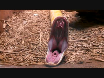 あくびをするニシキヘビ