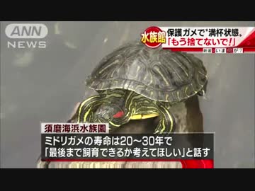 カメの楽園が“外来種”で満杯・・・「もう捨てないで」