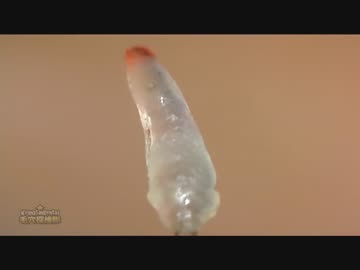 #17 毛抜きを高倍率で撮影してみた