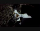 ウチの近くにいる野良猫が人懐っこすぎる件