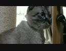 【191】ジャン❤︎ポン　猫動画を継続するためにもMACを修理に出す その４