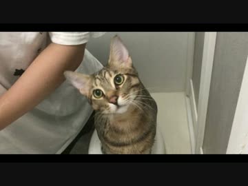 ぽっちゃり猫を水責めするぞ！！4thシーズン