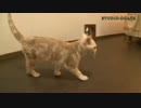 猫の不思議クイズ 問題2 江戸時代猫の通行禁止