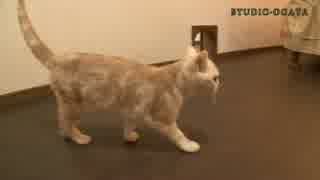 猫の不思議クイズ 問題2 江戸時代猫の通行禁止