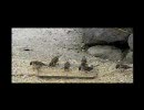 カシオ EX-F1で動物園撮影 その6