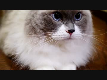 ちがうおもちゃをだしたまえ