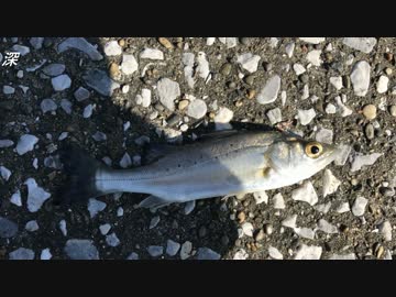 釣り動画ロマンを求めて　4釣目（川崎浮島つり園）